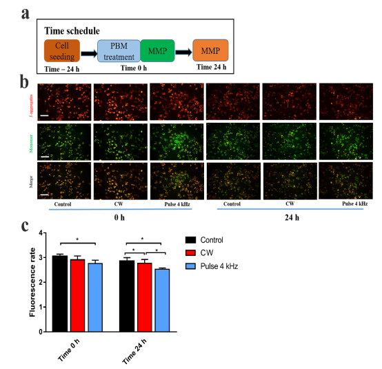 The pulse light mode enhances the effect of photobiomodulation on B16F10 melanoma cells through autophagy pathway(图1) image.png